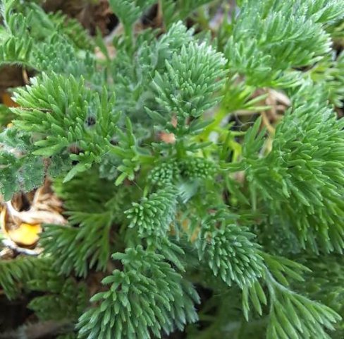 Cotula discolor leaves